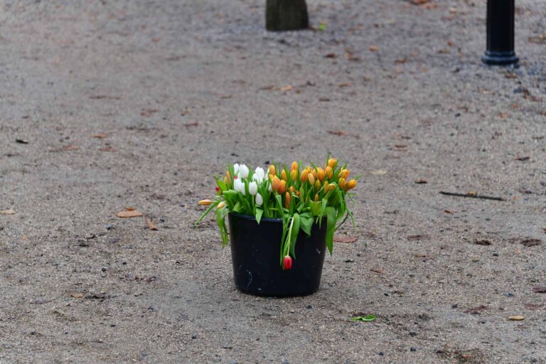 Philemon Mukarno Performance Art War flowers (2018)2h The Embodiment of Time Festival, Het Lange Voorhout, The Hague, Netherlands.