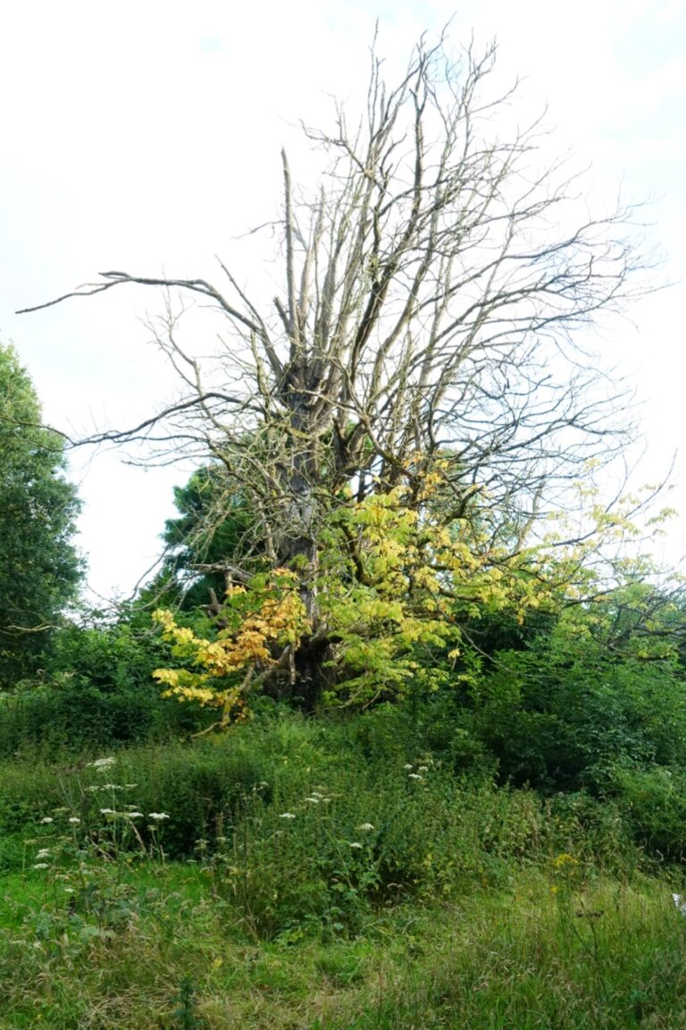FK_08584 groot